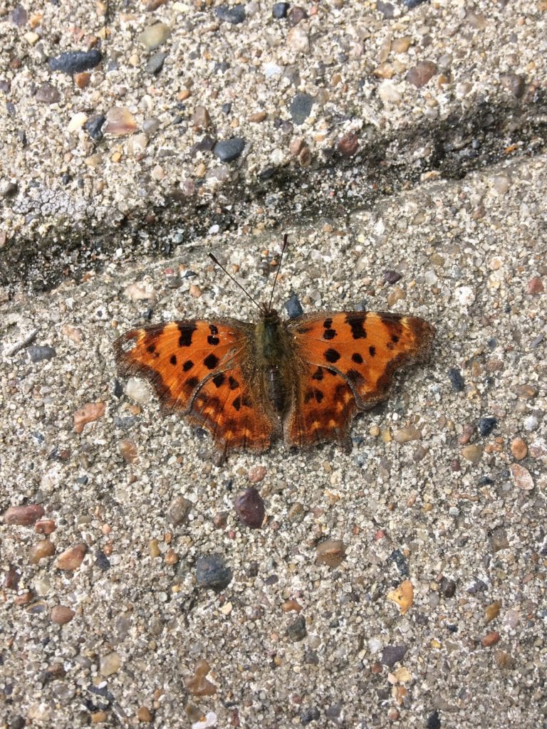 Gå Mig Glad - gå - gåtur