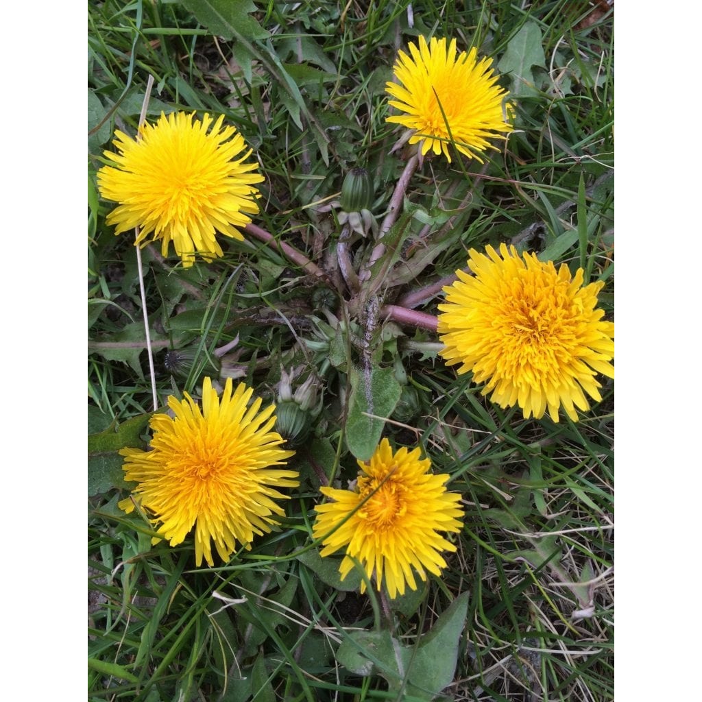 Gå Mig Glad - gåtur- gå - går