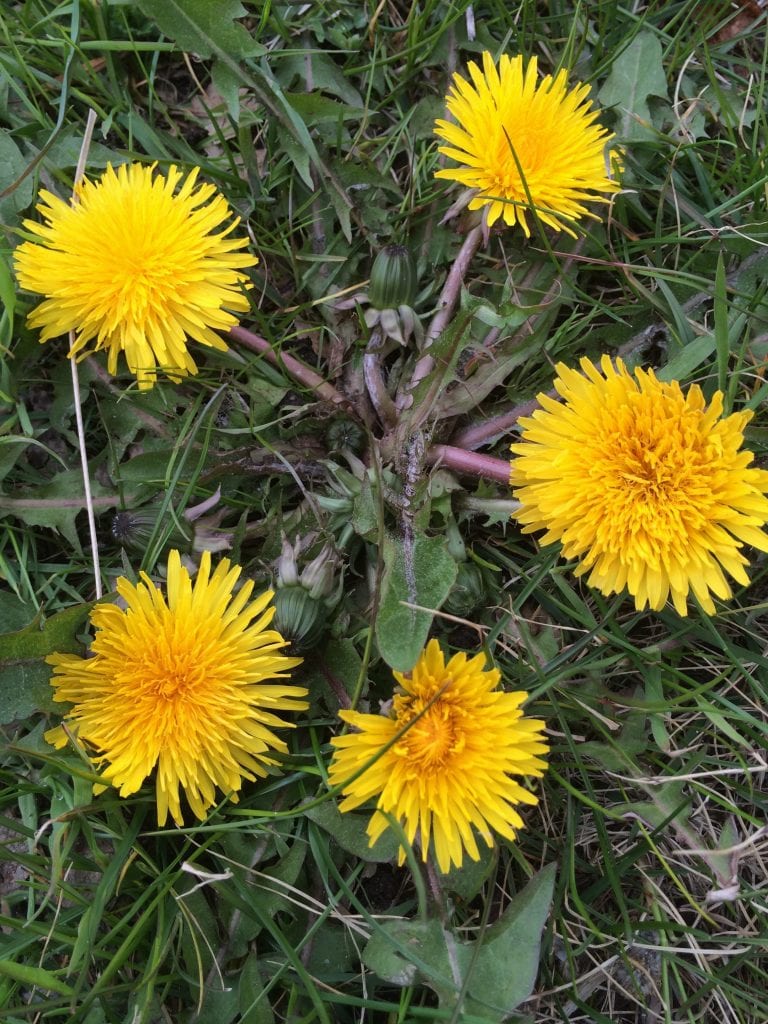 Gå Mig Glad - gåtur- gå - går