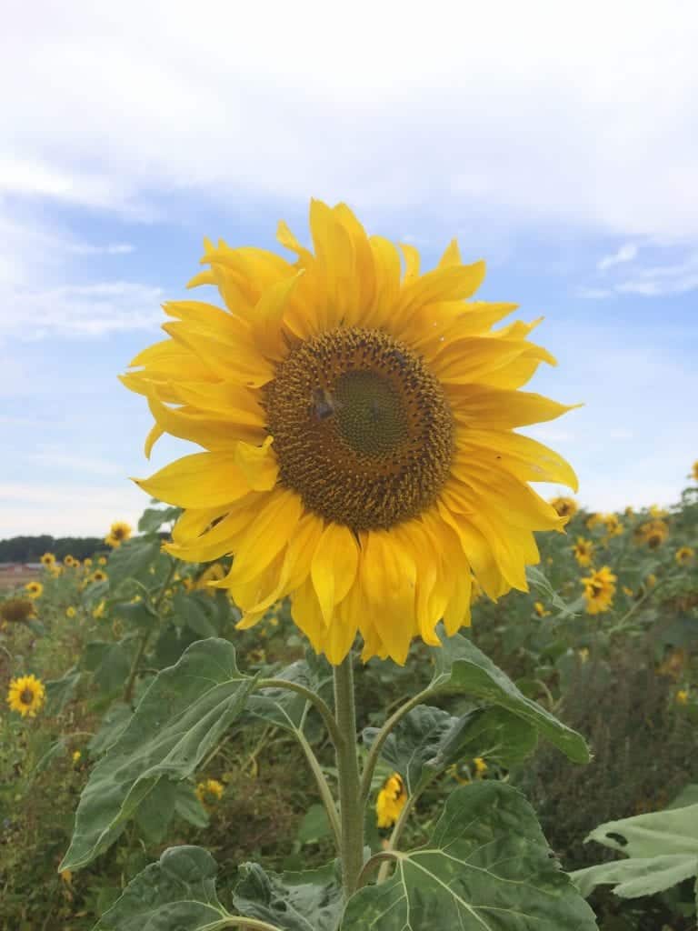 Gå Mig Glad - gåtur- gå - går