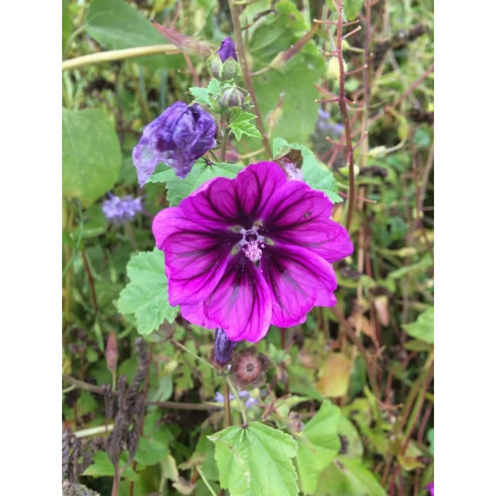 Gå Mig Glad - gåtur- gå - går