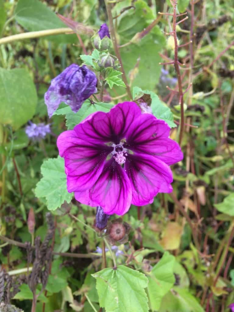 Gå Mig Glad - gåtur- gå - går