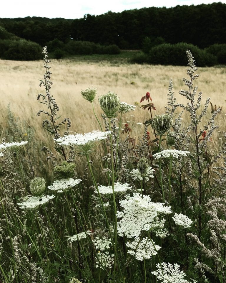 Diana Lovring - Gå Mig Glad - gåtur - ældre - gåmensduarbejder - gådigsundinaturen - workshop