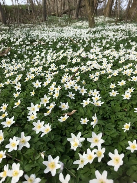 Gå Mig Glad - synet