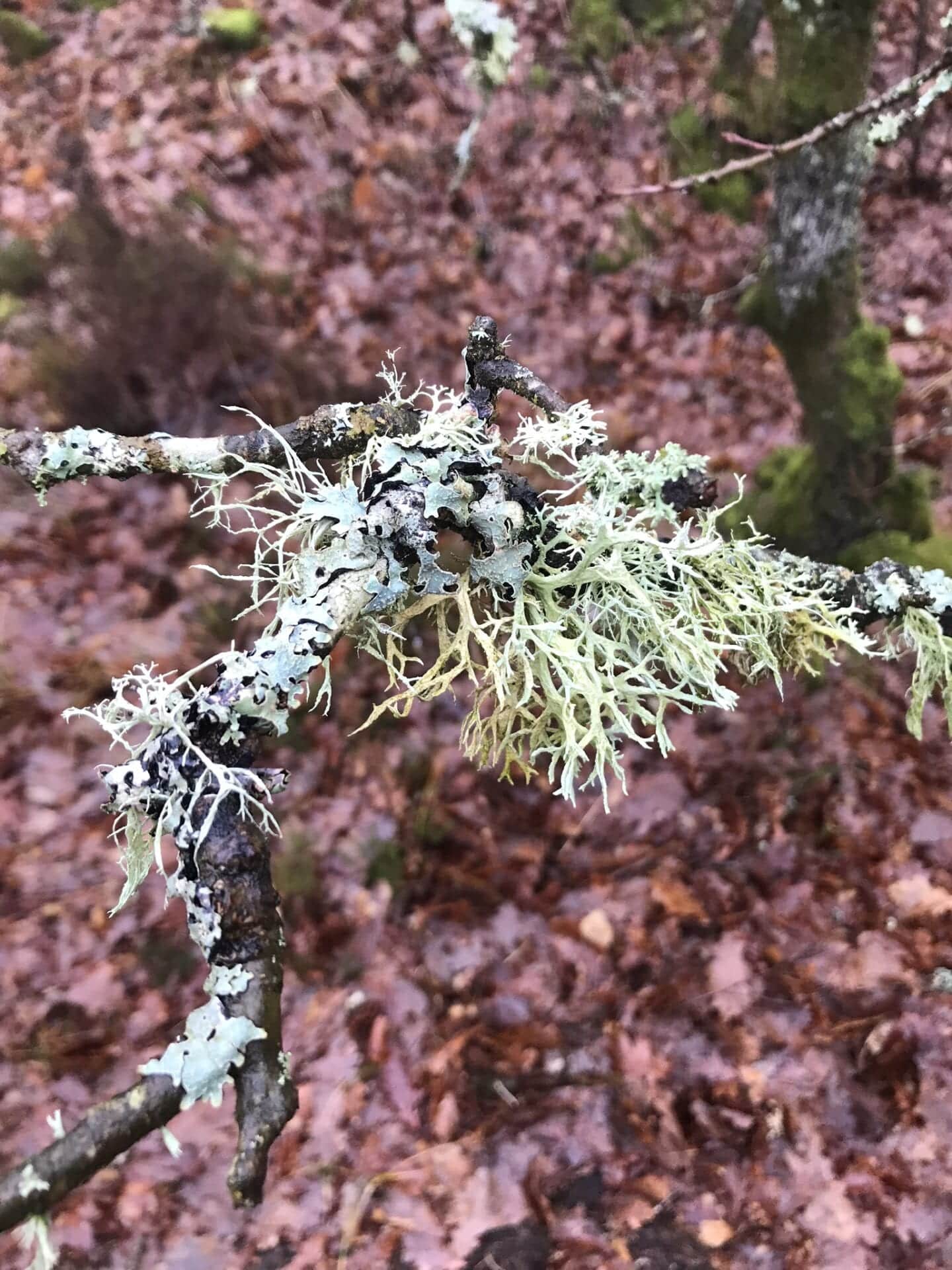 Gå Mig Glad - empati - gå - gåtur