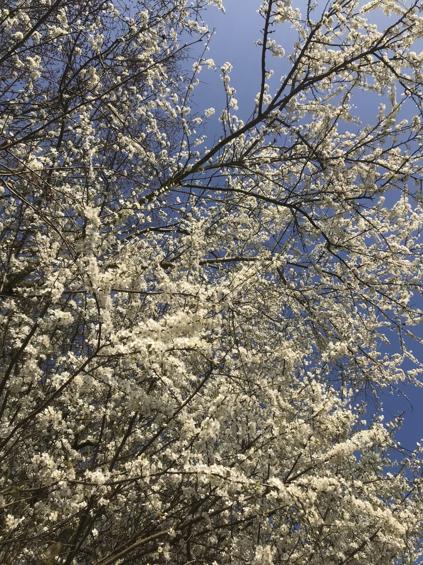 Gå Mig Glad - gå - gåtur - cykler