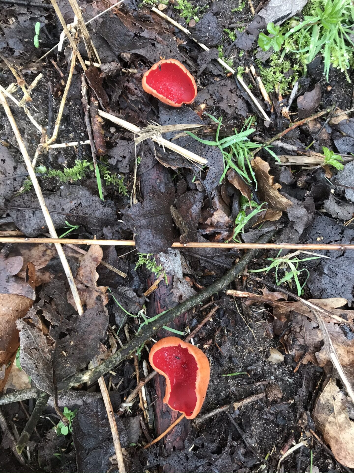 Gå Mig Glad - gå - gåtur - går - gik - veninde