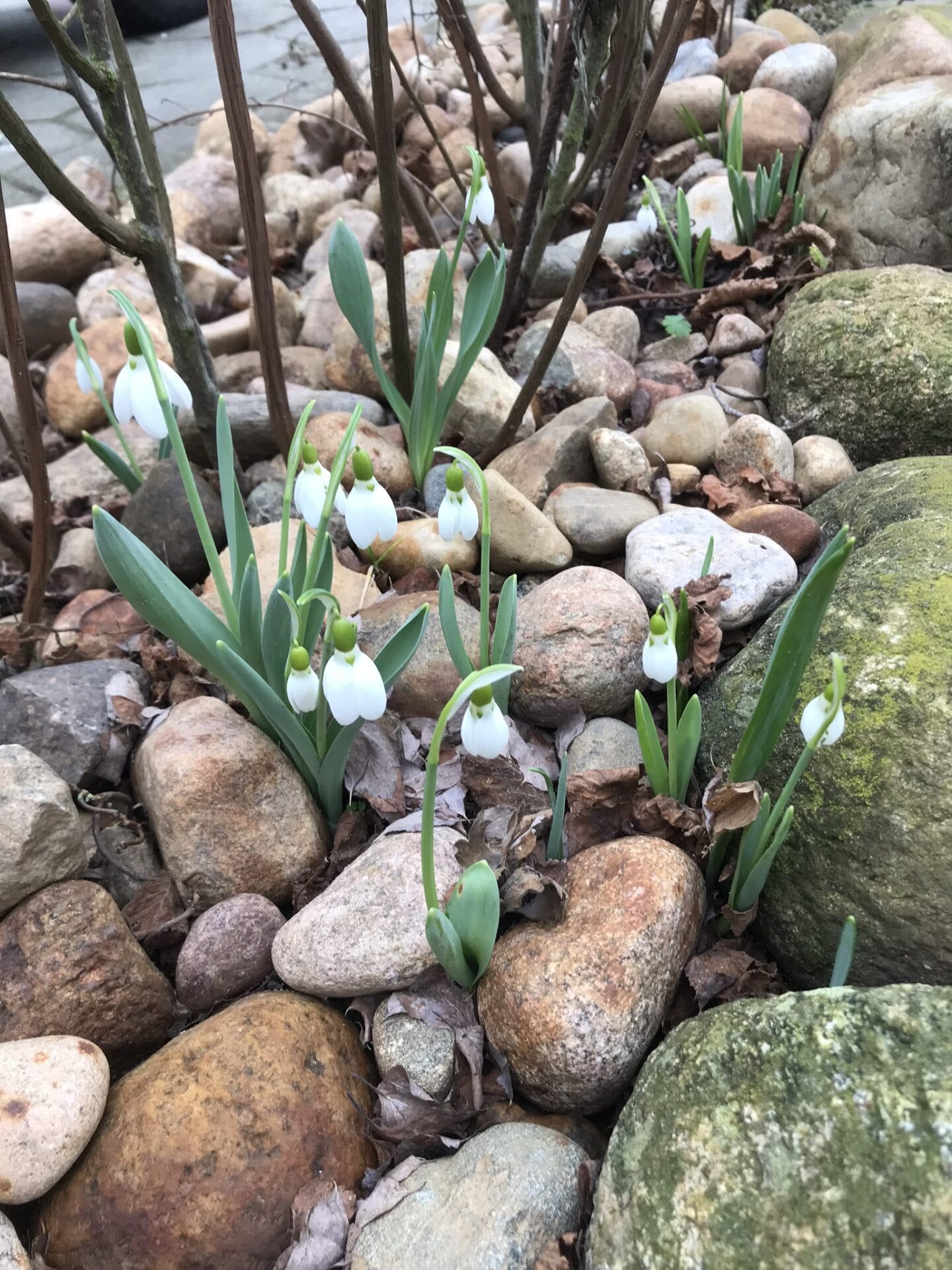 Gå Mig Glad - gå - gåtur - nok - går