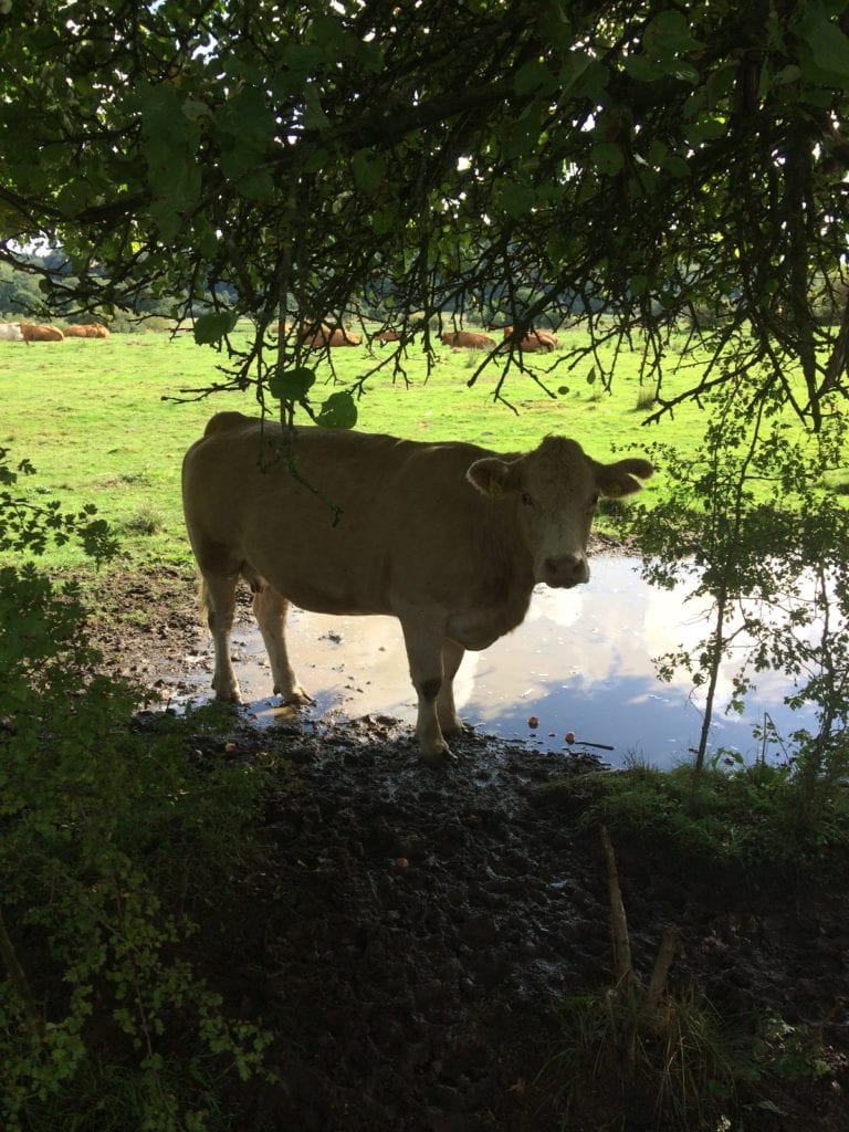 Gå Mig Glad - hensyn