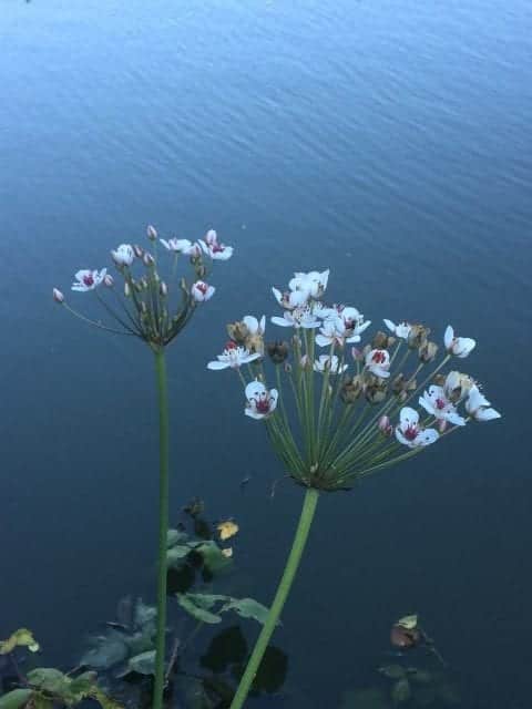 Gå Mig Glad - misundelig