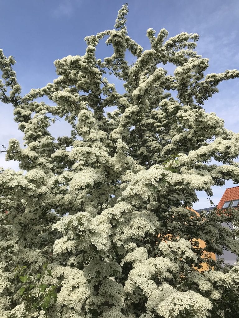 Gå Mig Glad - ovenpå - gå - gåtur