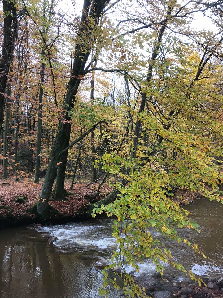 Gå Mig Glad - skridt