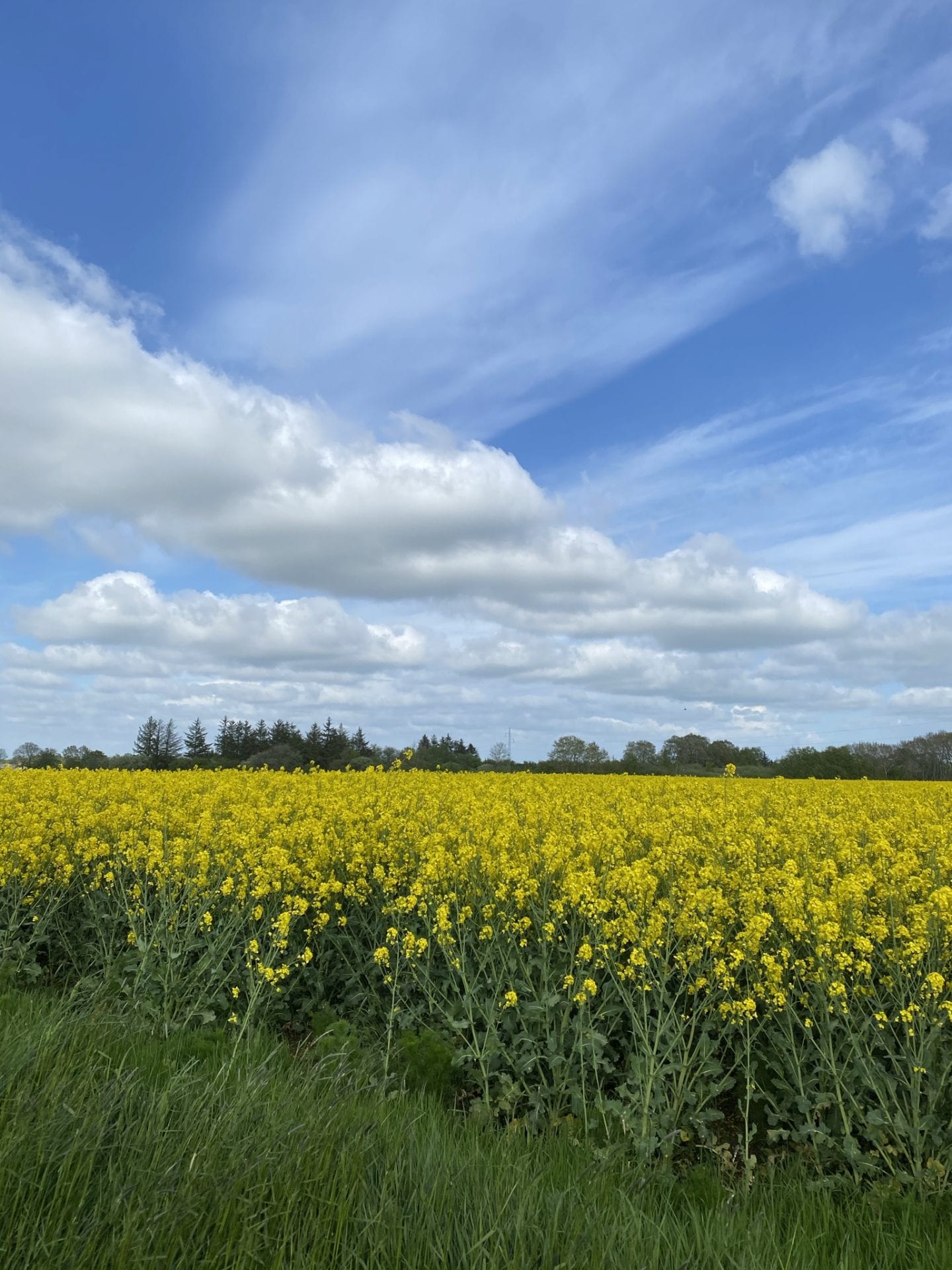 Gå Mig Glad - tilflytter - gå - gåtur - Kolding - gå mens du arbejder - gang