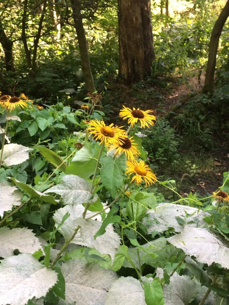 Gå Mig Glad - uge uden - uge med