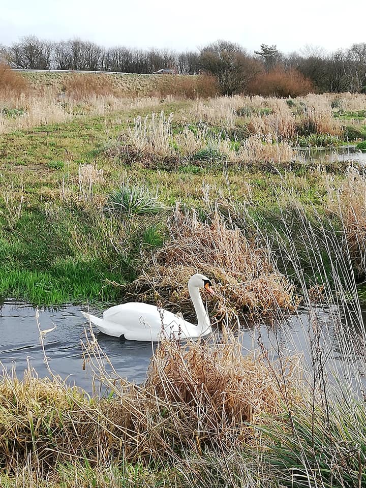 Gå-vært - Gå Mig Glad- gåtur - går - vært - nyhed