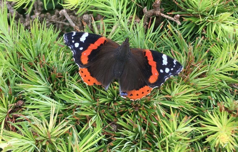 Gåtur - Gå Mig Glad - stress - mindful -