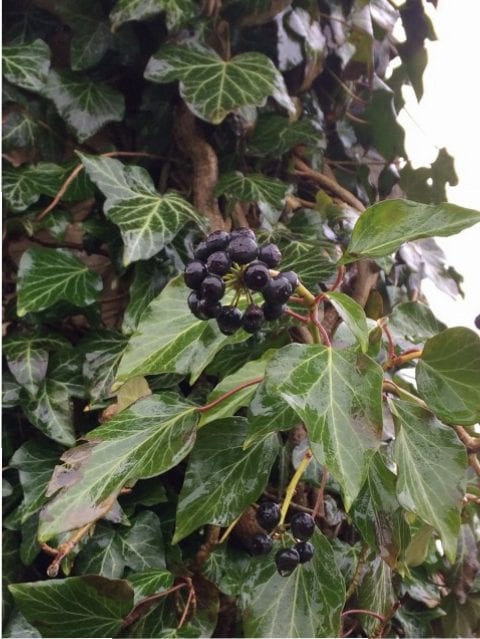 Heidi Møller- Gå Mig Glad - gå - gåtur