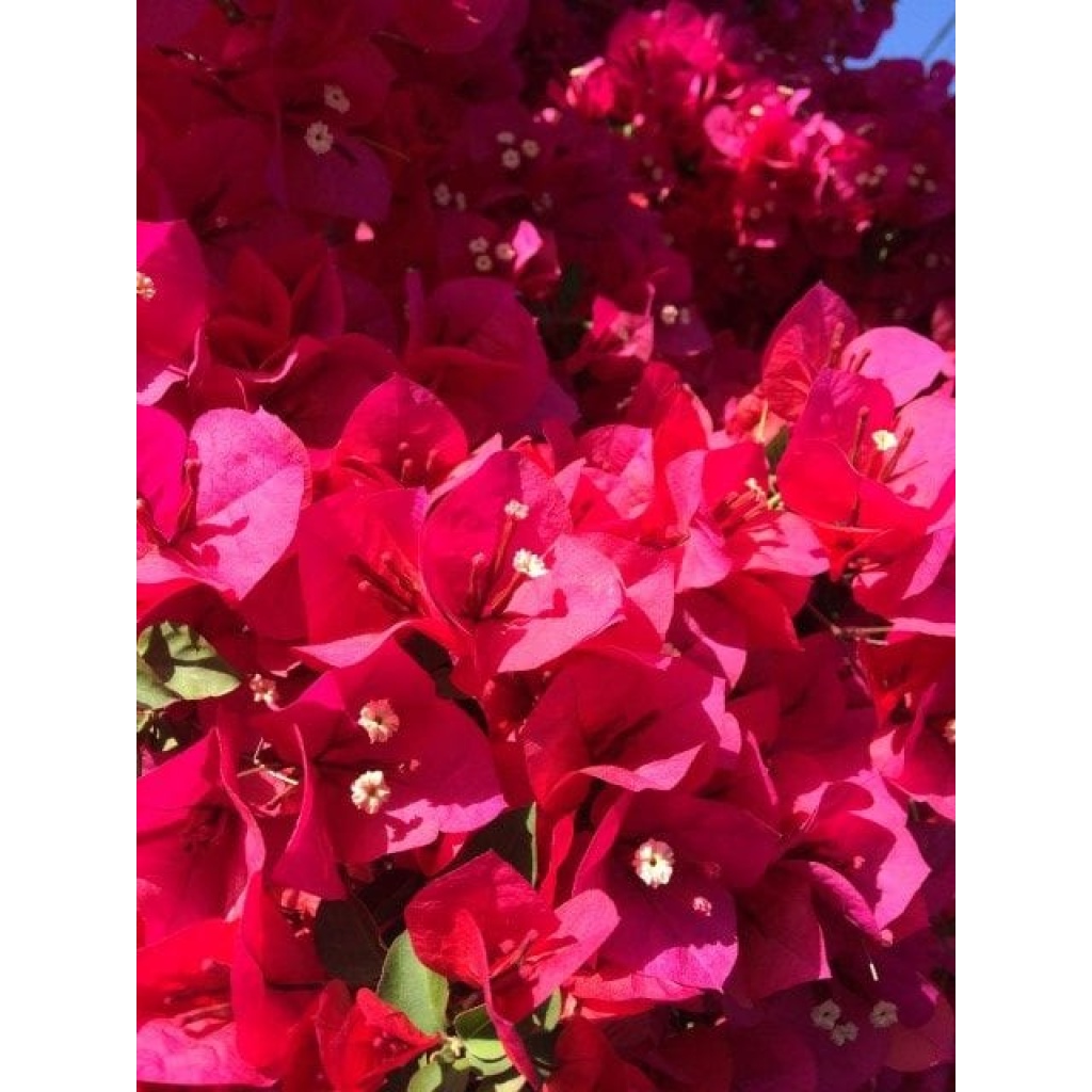 Gå Mig Glad - gå - gåtur