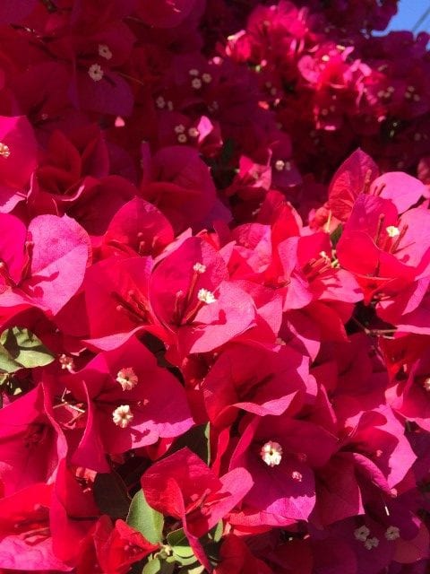 Gå Mig Glad - gå - gåtur