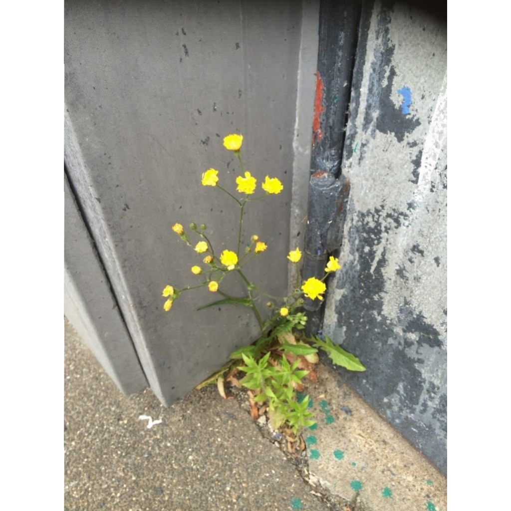 Gå Mig Glad - gåtur- gå - går