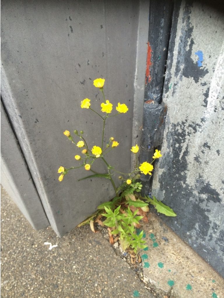 Gå Mig Glad - gåtur- gå - går