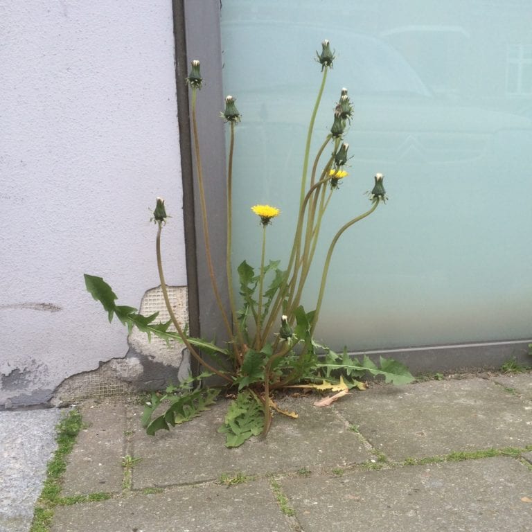 badevægt - Gå Mig Glad