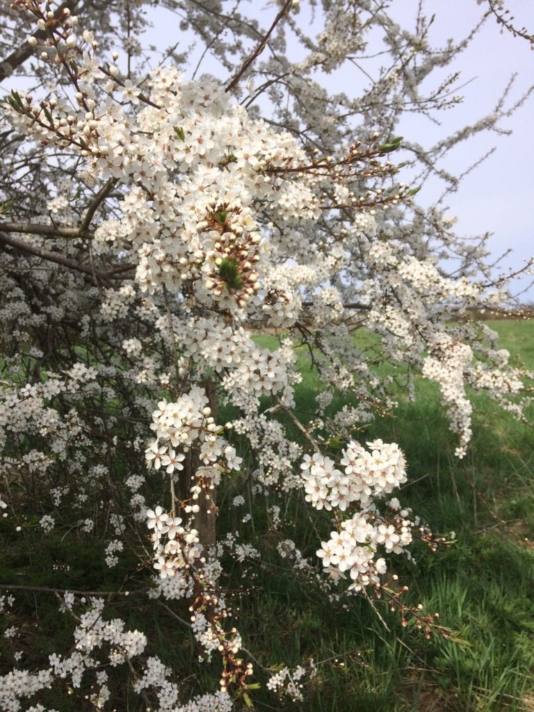 Gå Mig Glad - behandle