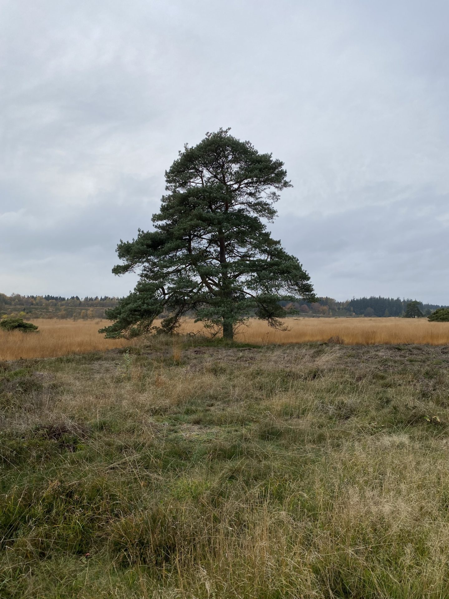 gratis - Gå Mig Glad - gåtur - gå - Kolding