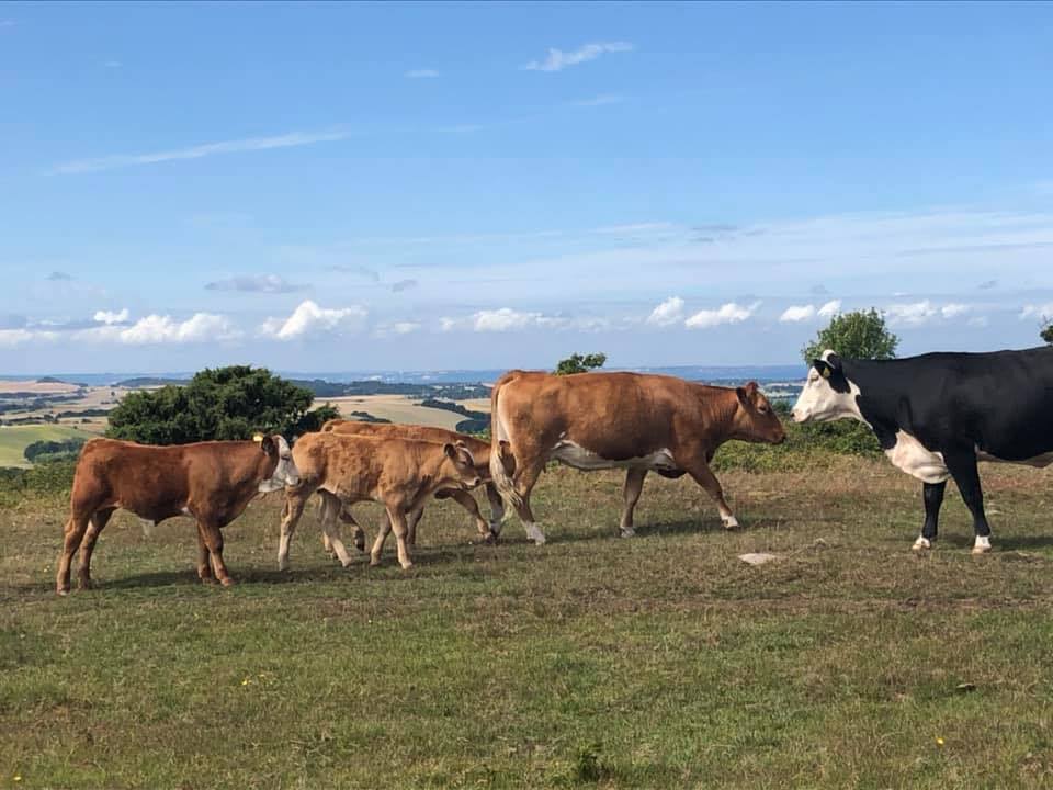 energi- gå mig glad- gåmensduarbejder - Jette Skrædderdal