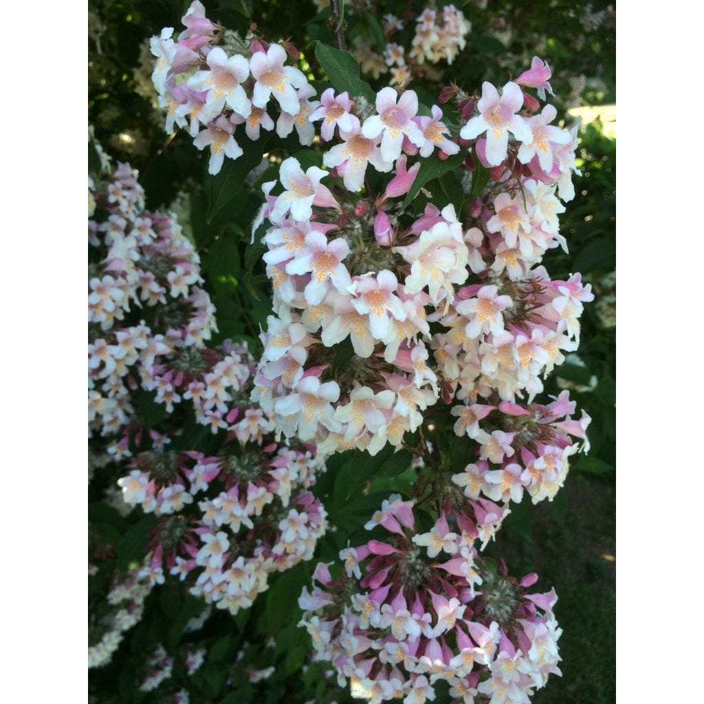 Gå Mig Glad - gåtur- gå - går