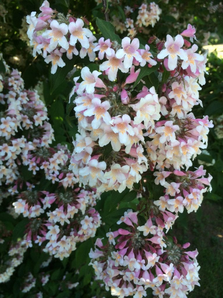 Gå Mig Glad - gåtur- gå - går