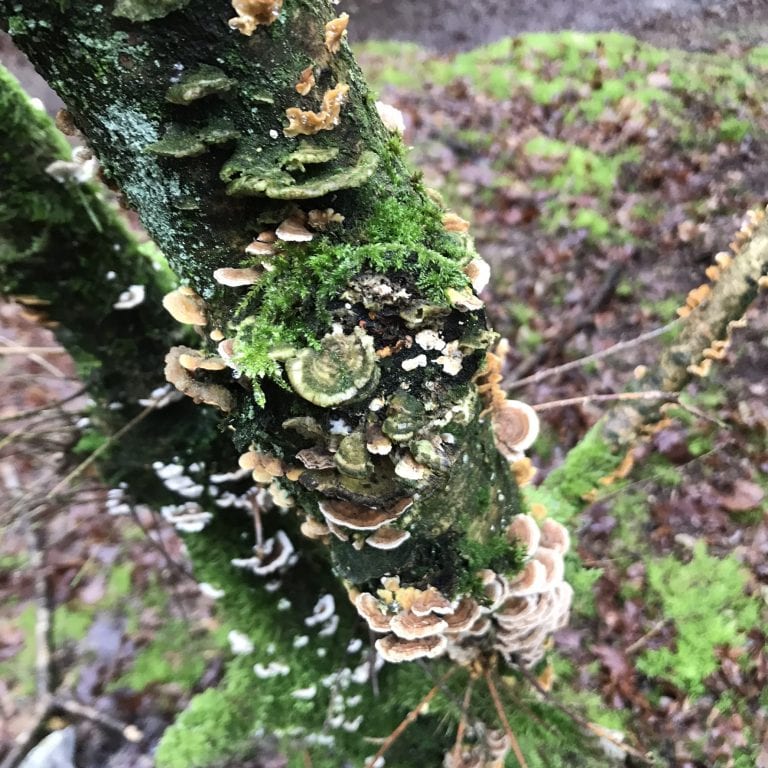 LEAN - gå - gåtur - Gå Mig Glad - går - gik - gang