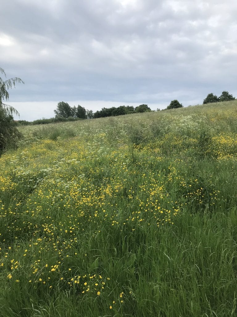 afhængig - gå - gåtur - Gå Mig Glad