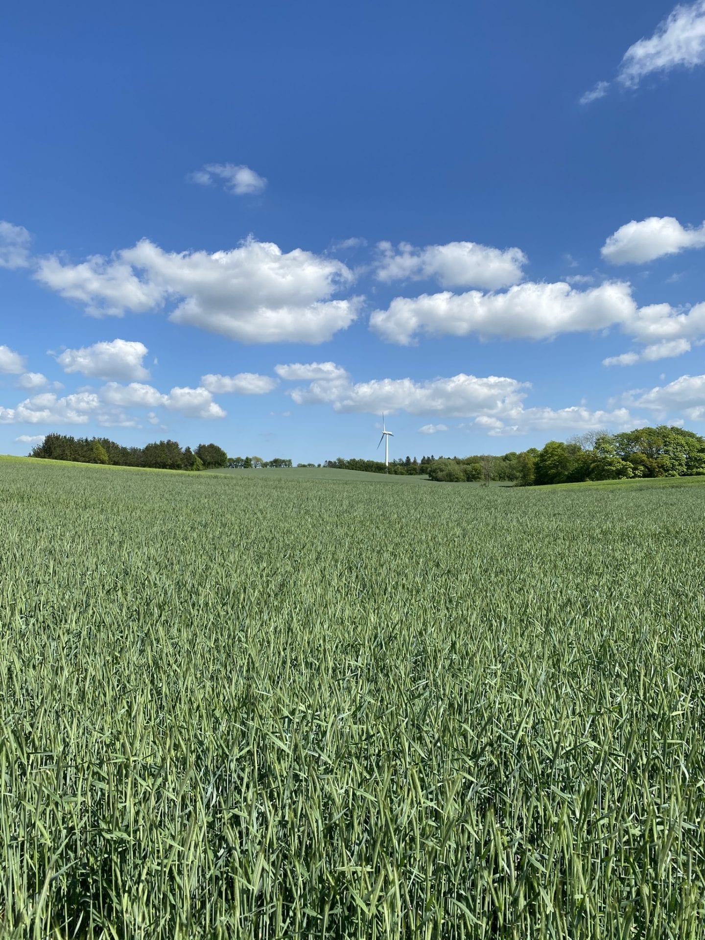 dovenskab - gå - gang - Kolding - gåtur - gå mig glad - gå mens du arbejder