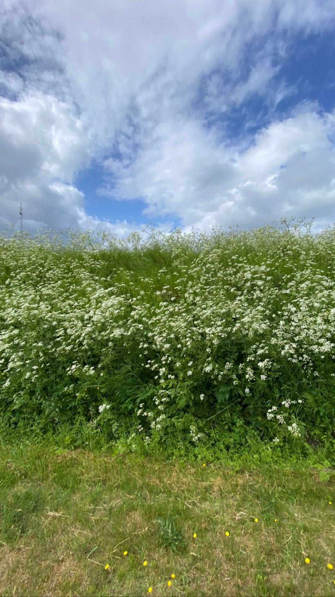 følelser - gå - gåtur - gå mig glad - gå mens du arbejder - Kolding - gang