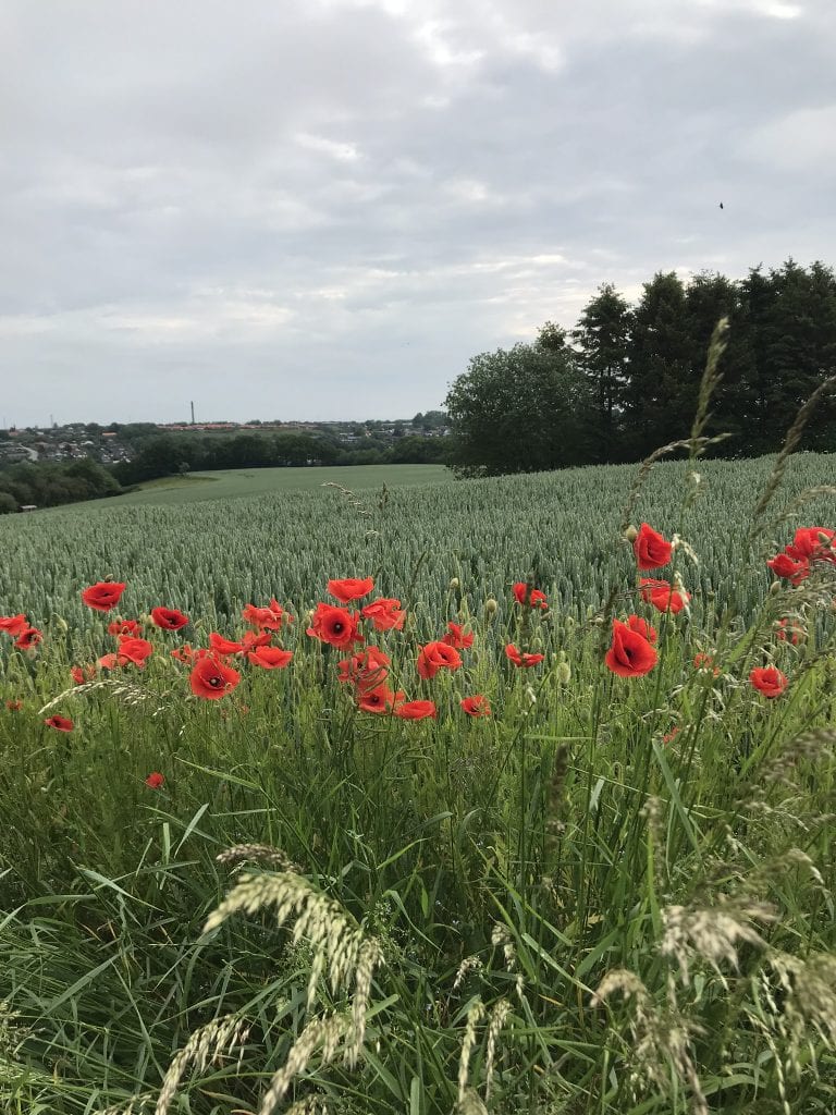 gå - Gå Mig Glad - går - gåtur