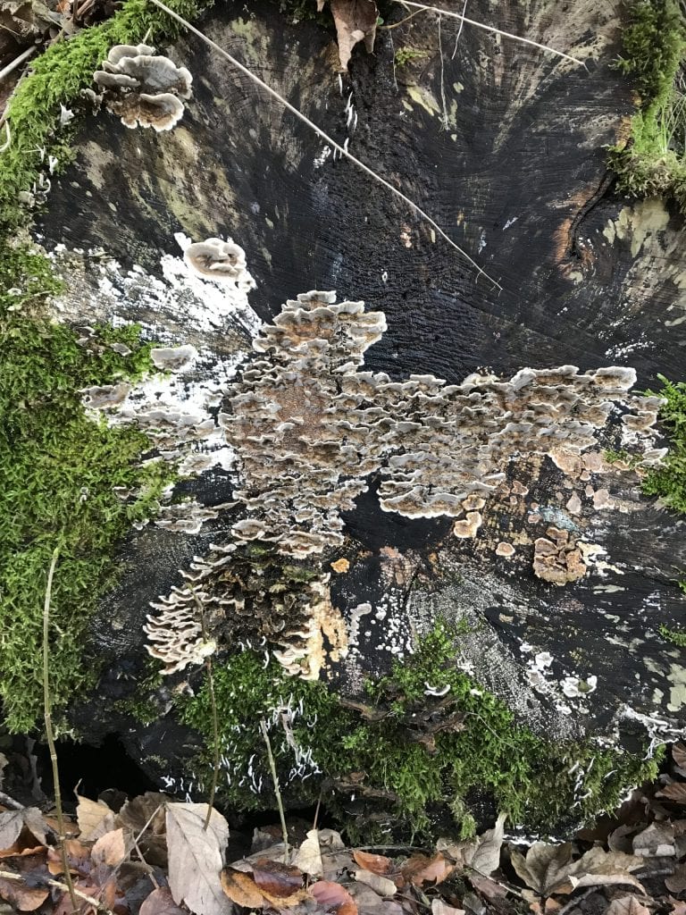 gå - Gå Mig Glad - gåtur - gave