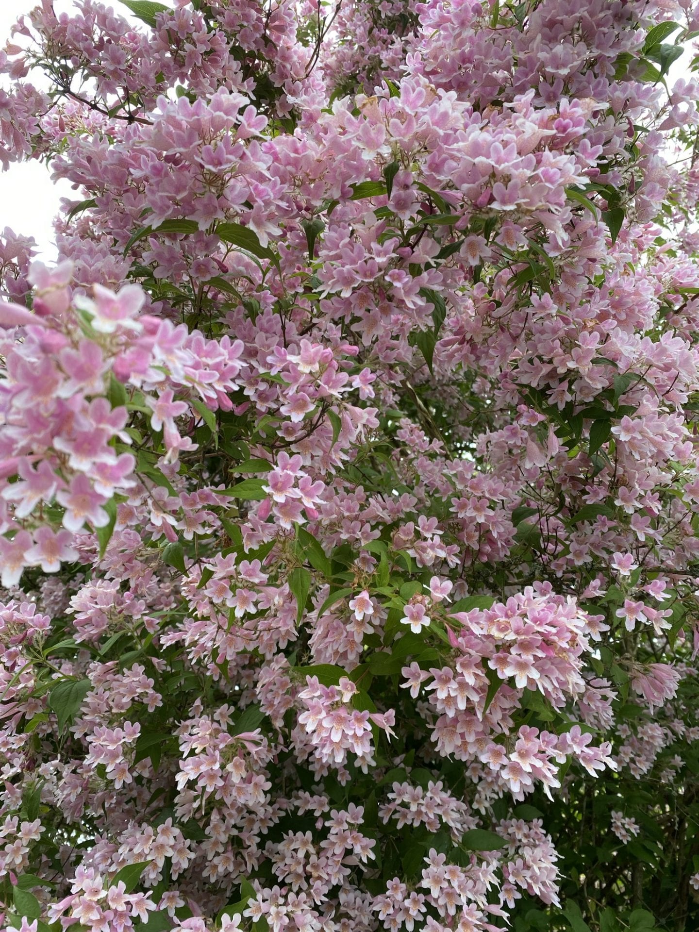 gå - gå mig glad - lært - gåtur - Kolding - gå mens du arbejder - går