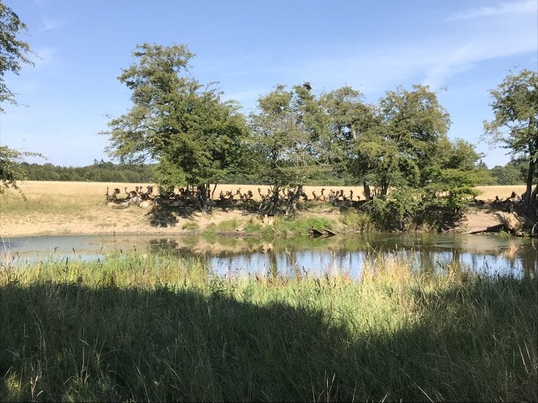 gå mig glad - gåmensduarbejder - gådigsundinaturen - kcal - kalorier - gå - gåtur