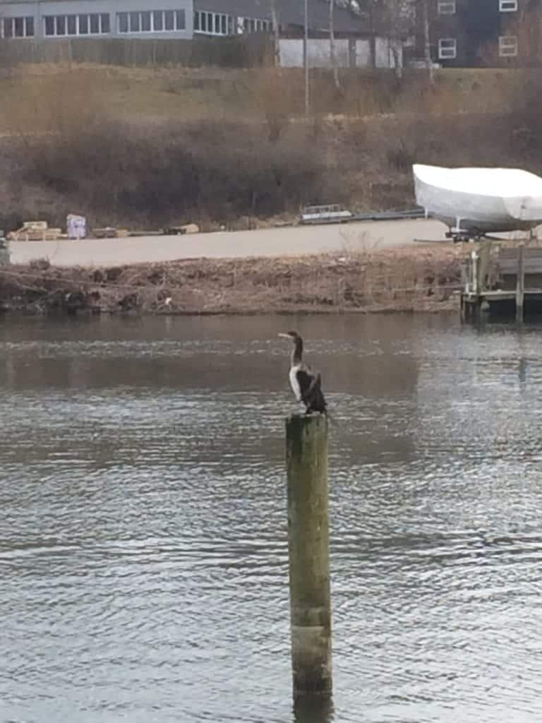 gå mig glad - ensom