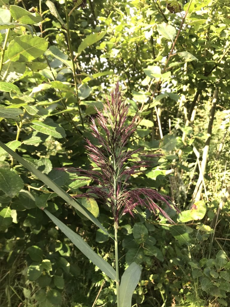 gøre- gå mig glad - gåmensduarbejer - gådiggladinaturen - gå!