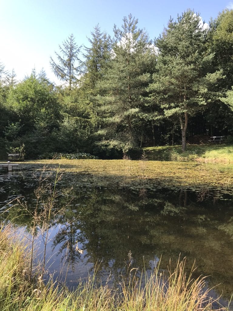 hvid januar - gå - gåtur - Gå Mig Glad