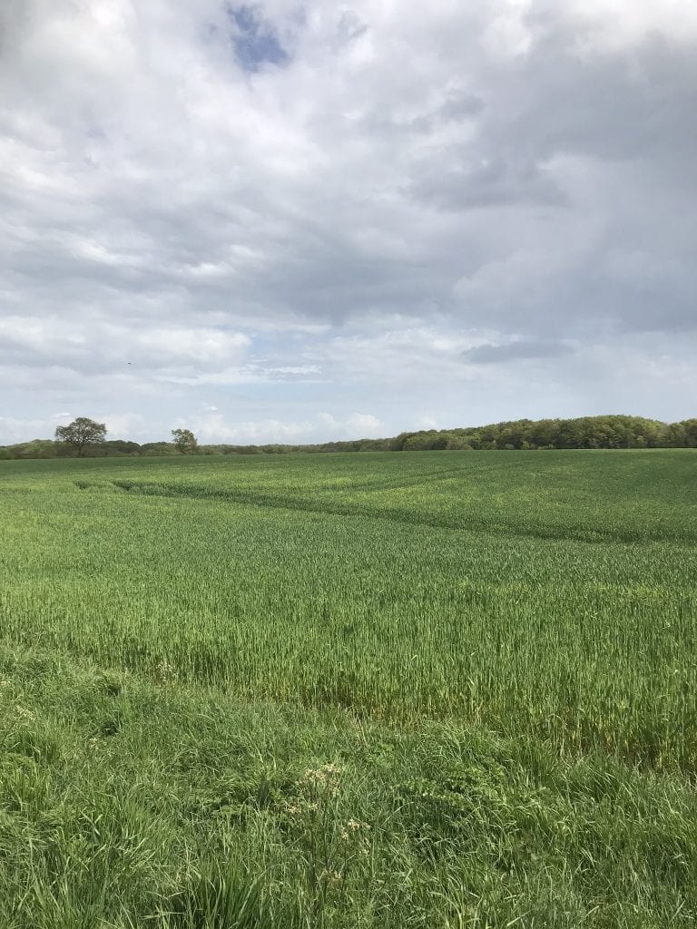 indhentet - Gå Mig Glad - gå - gåtur