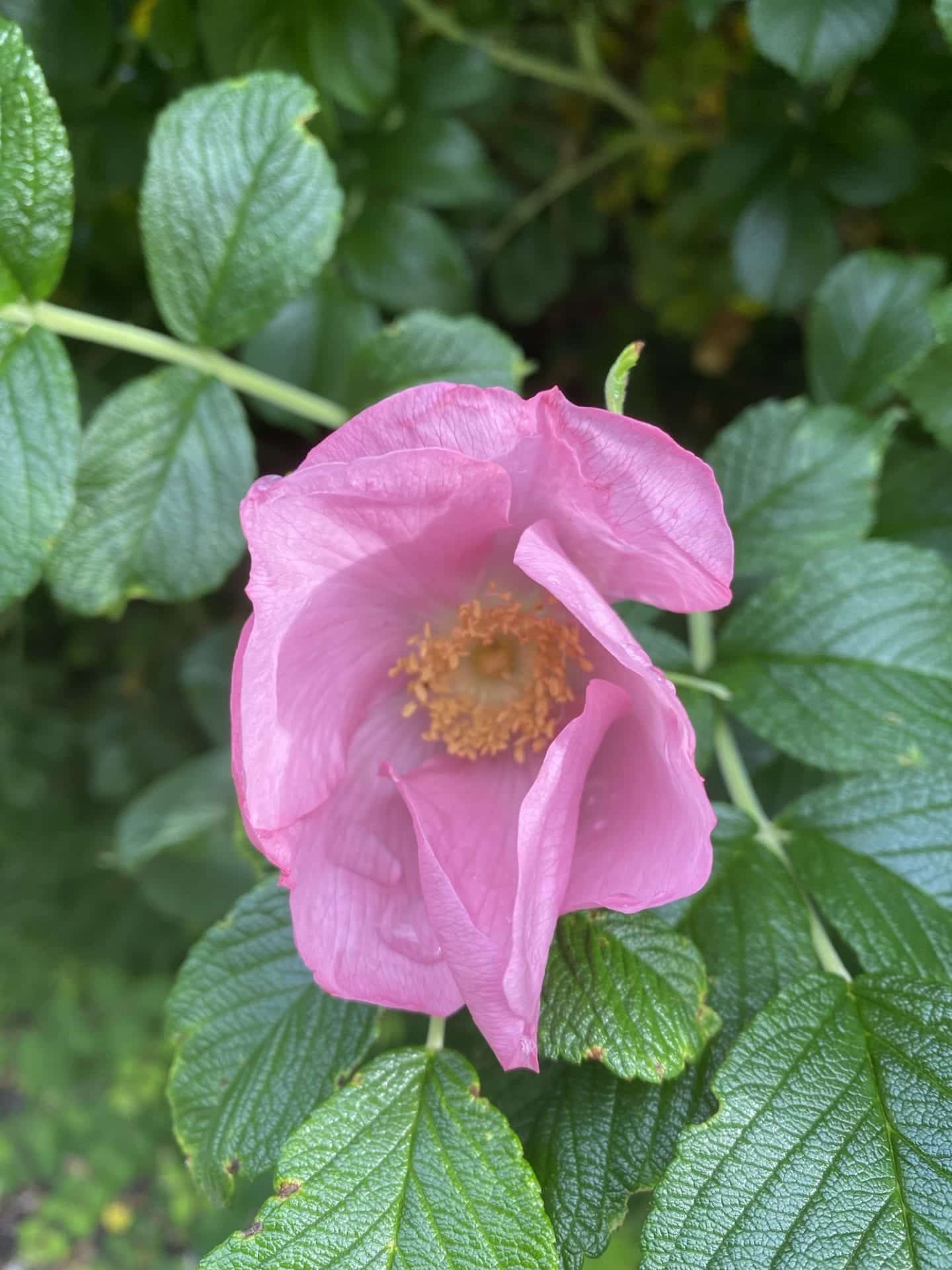 kursus - gå mig glad - gåtur - gå mens du arbejder - gang -