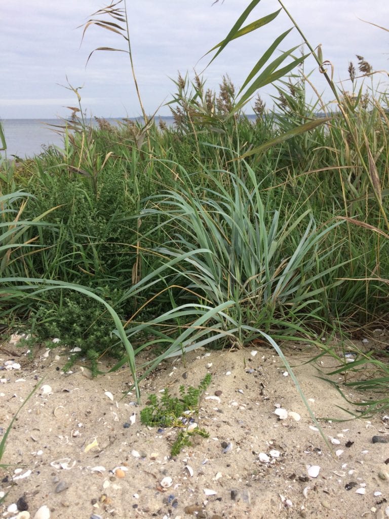 sex - levende lys - Gå Mig Glad