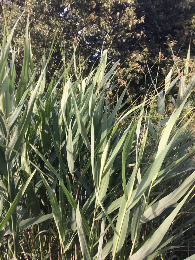 tjener - gå - Gå Mig Glad