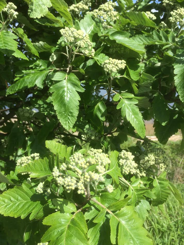 Heidi Møller-gaamigglad-Kolding-grøn-motion-gåtur-forår-gå-grøn
